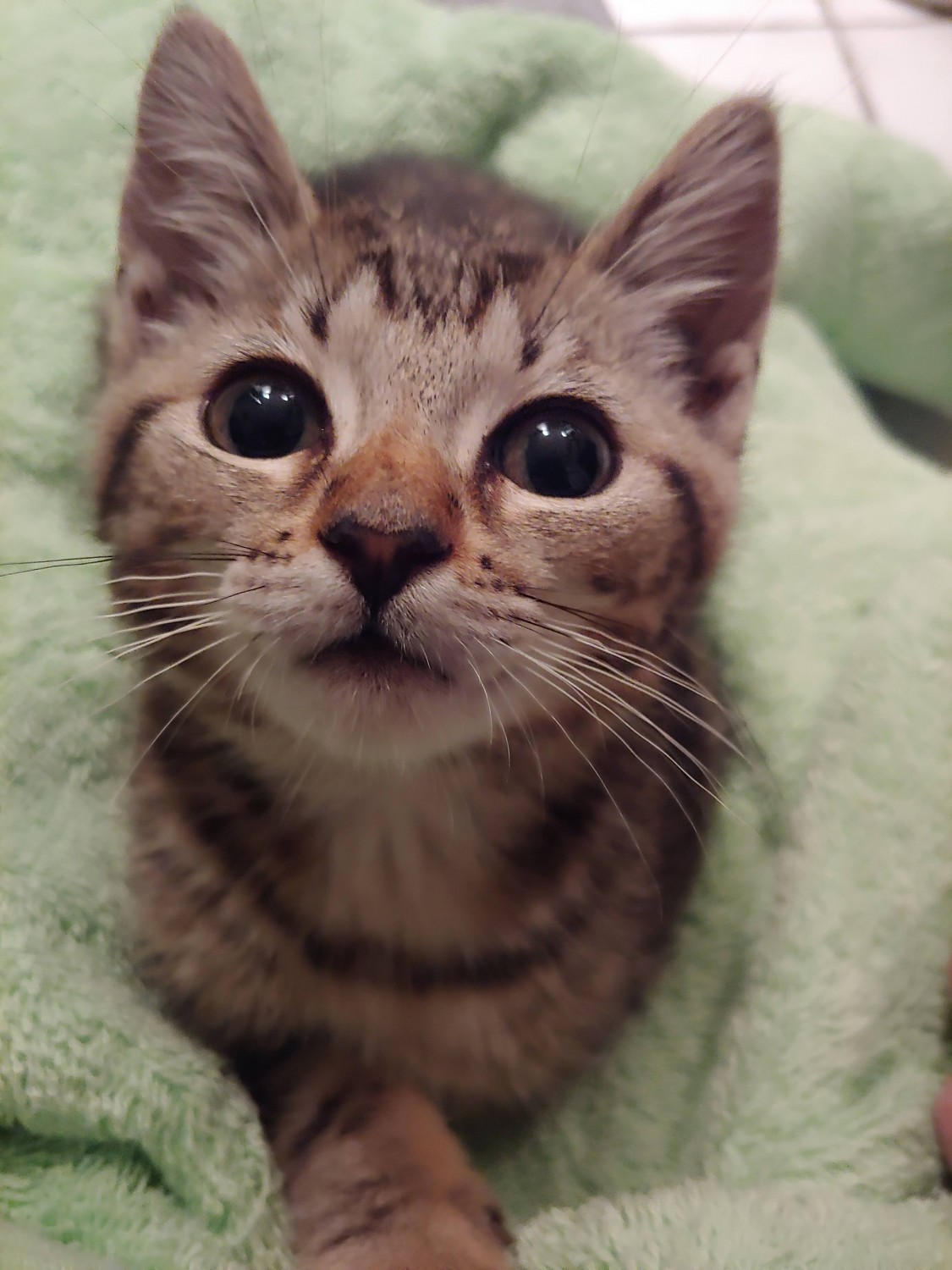 cute little kitten