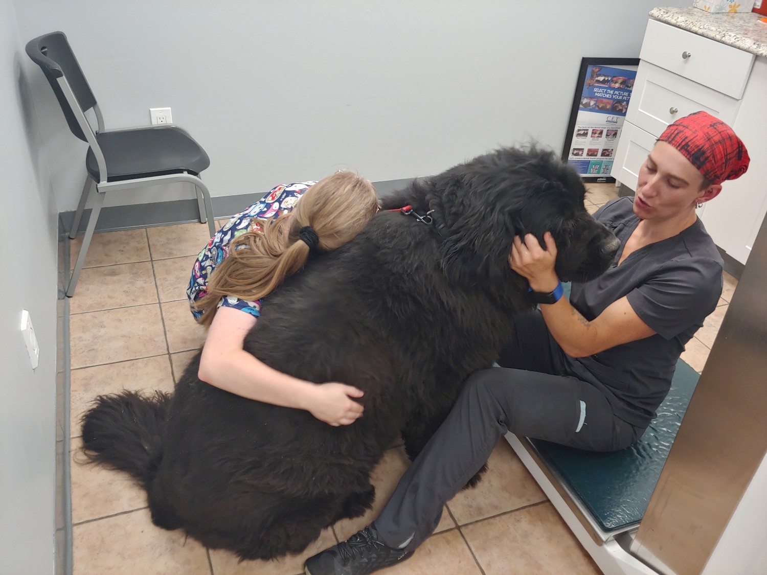 Staff with a Big black dog