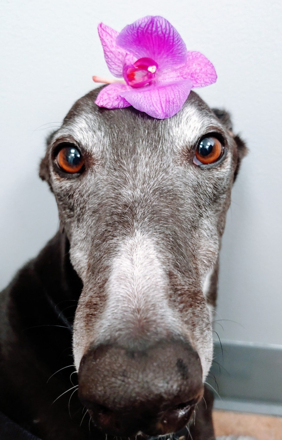 Desi - Greyhound Dog Desi - Greyhound Dog