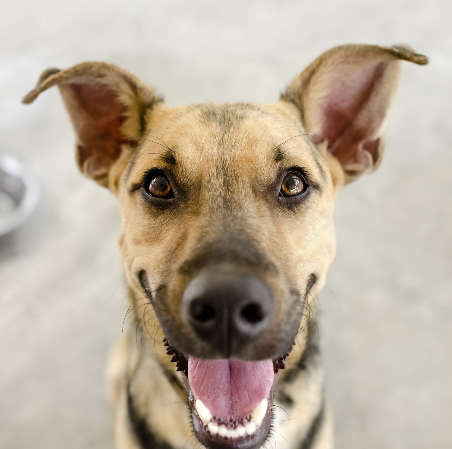 Happy Dog