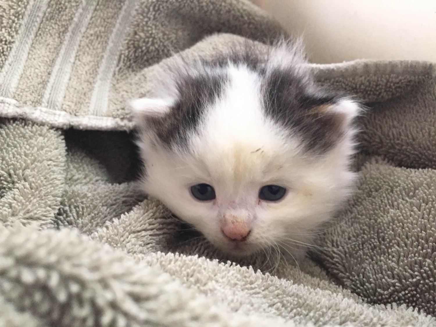 Grey and White Kitten