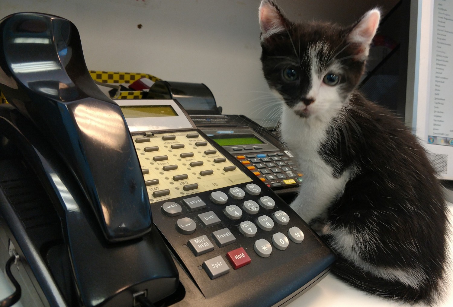 Kitten by Phone